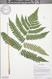 Dryopteris goldieana image