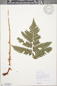 Dryopteris goldieana image