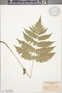 Dryopteris goldieana image