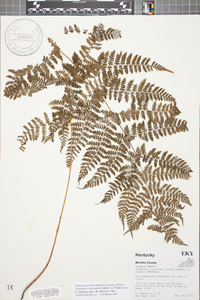 Dryopteris campyloptera image