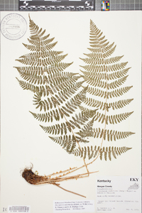 Dryopteris campyloptera image