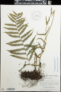 Deparia acrostichoides image