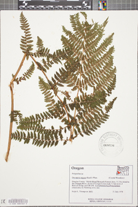 Dryopteris arguta image