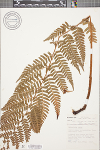 Dryopteris celsa image