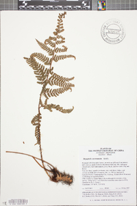 Dryopteris sacrosancta image