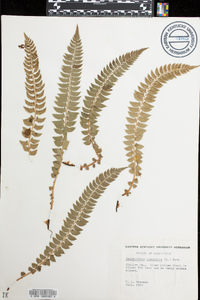 Polystichum lonchitis image