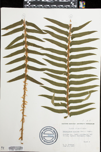 Polystichum munitum image