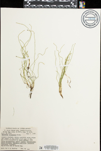 Equisetum scirpoides image