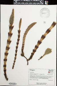 Equisetum telmateia image