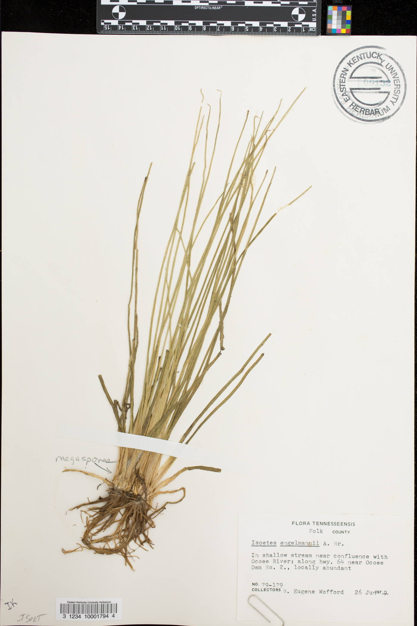 Isoëtes engelmannii image