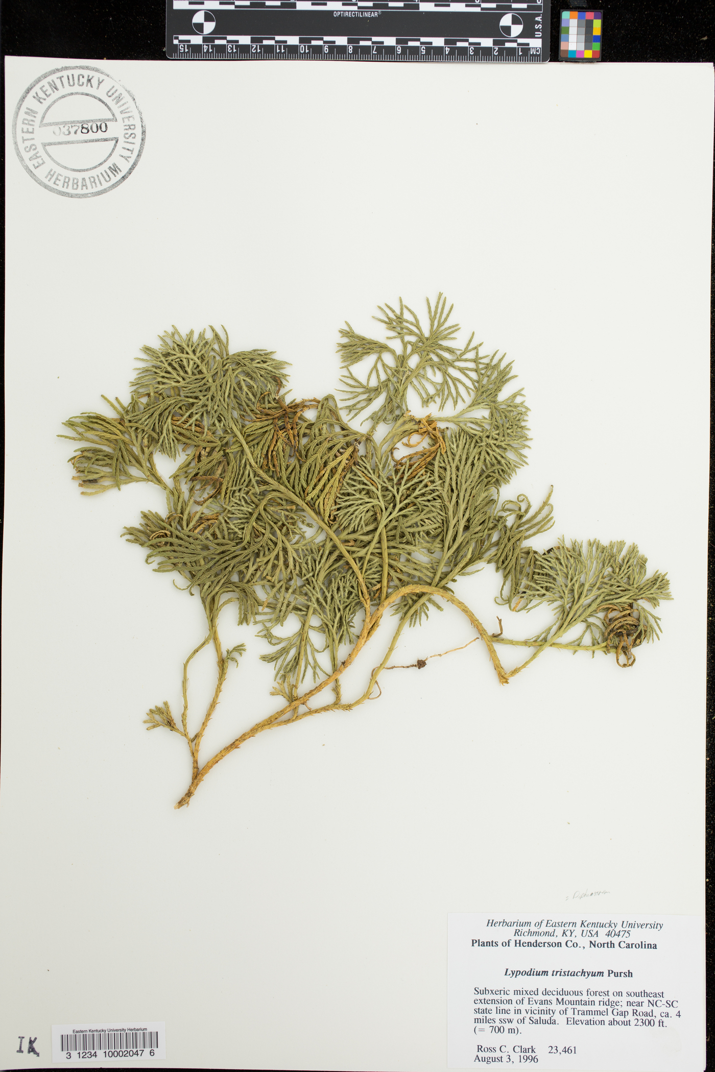 Diphasiastrum tristachyum image