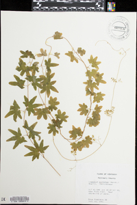 Lygodium palmatum image