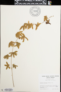 Lygodium palmatum image