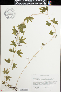 Lygodium palmatum image