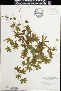 Carex pensylvanica var. distans image