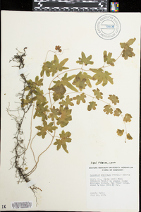 Lygodium palmatum image