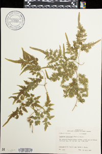 Lygodium japonicum image