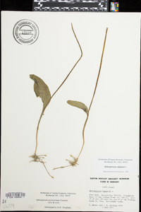 Ophioglossum vulgatum image