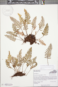 Pleopeltis polypodioides image