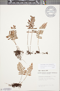 Pleopeltis polypodioides image