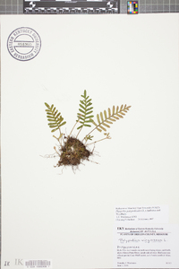 Pleopeltis polypodioides image