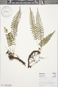 Polypodium vulgare image