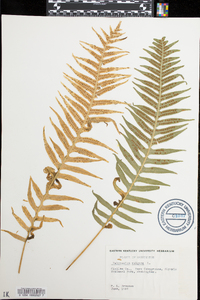 Polypodium vulgare image