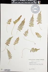 Polypodium vulgare image