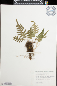 Polypodium vulgare image