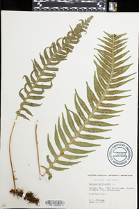 Polypodium vulgare image