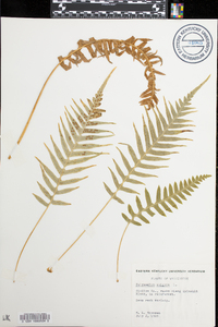 Polypodium vulgare image