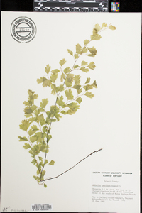 Adiantum capillus-veneris image