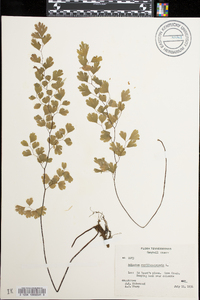 Adiantum capillus-veneris image