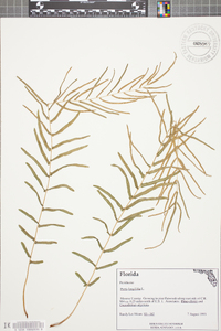 Pteris longifolia image