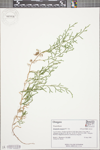 Selaginella oregana image