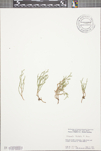 Selaginella tortipila image