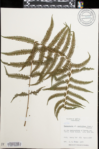 Thelypteris resinifera image