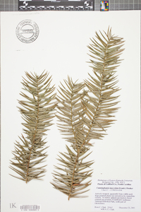 Cunninghamia lanceolata image