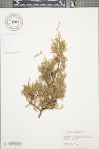 Juniperus californica image