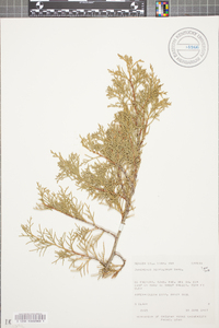 Juniperus scopulorum image