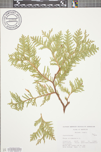 Thuja occidentalis image