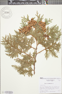 Thuja occidentalis image