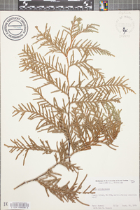 Thuja occidentalis image