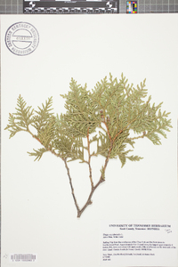 Thuja occidentalis image