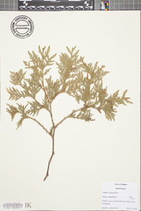 Thuja occidentalis image