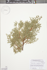 Platycladus orientalis image