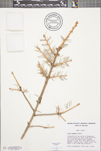 Picea pungens image