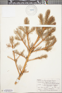 Picea pungens image