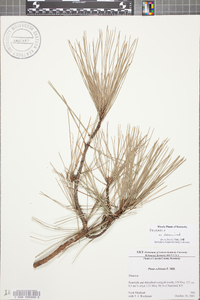 Pinus echinata image