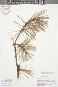 Pinus echinata image